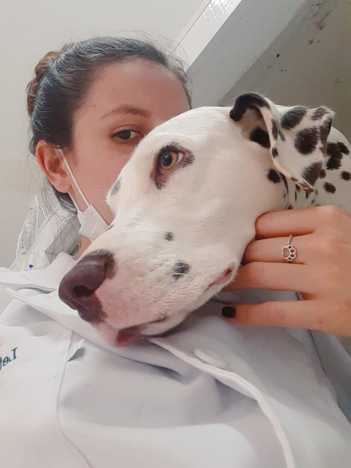 Dra. Leticia Alves atendendo um dálmata com carinho em consulta veterinária